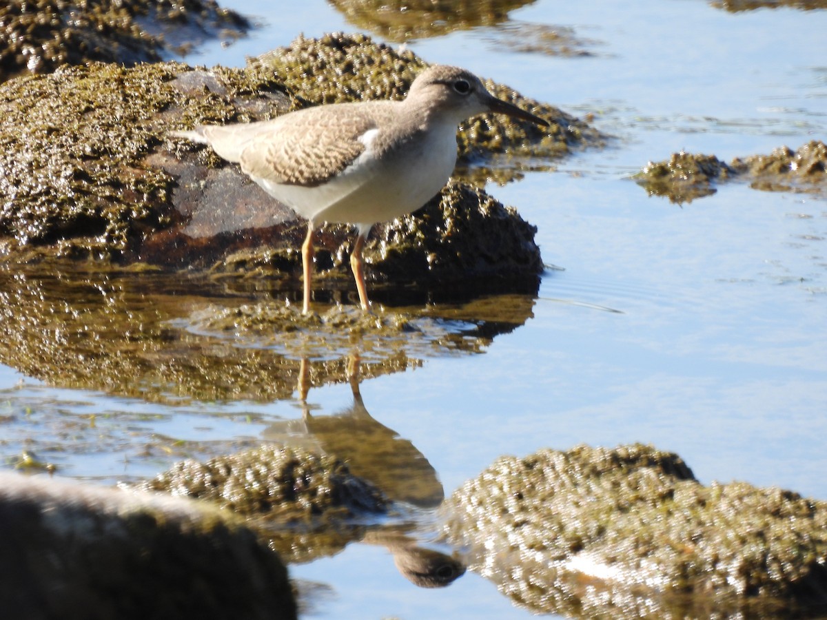 Spotted Sandpiper - ML640848605