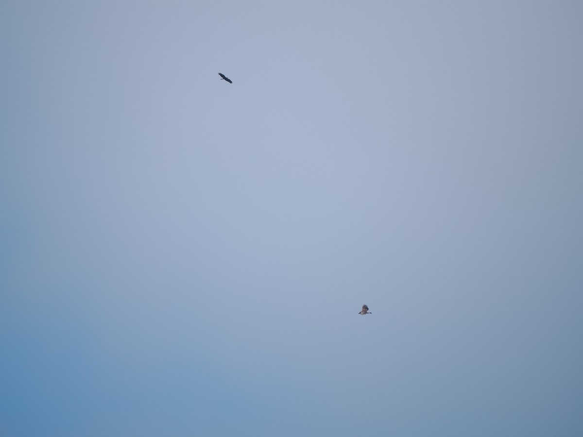 Mountain Hawk-Eagle (nipalensis) - ML640848617