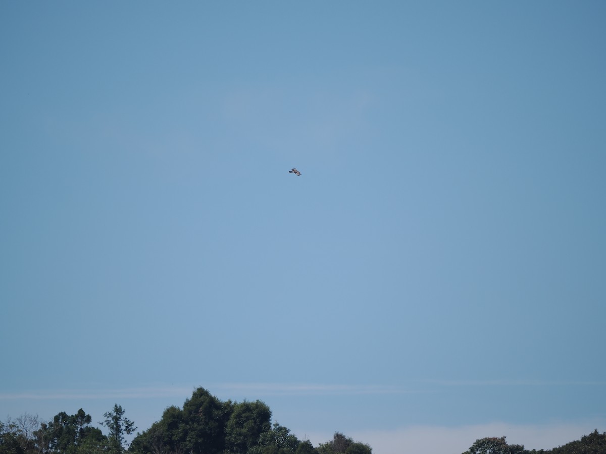Oriental Honey-buzzard - ML640848623