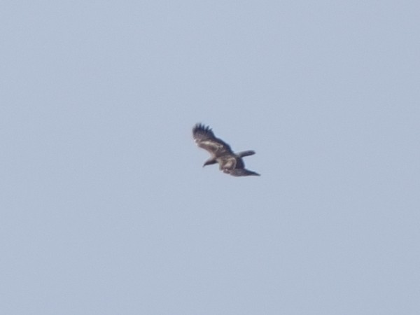 Oriental Honey-buzzard - ML640848679