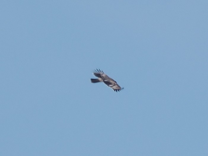 Oriental Honey-buzzard - ML640848680