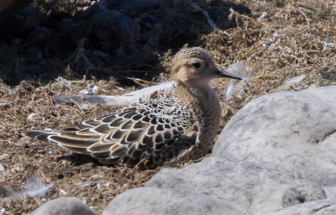 Buff-breasted Sandpiper - ML640848706