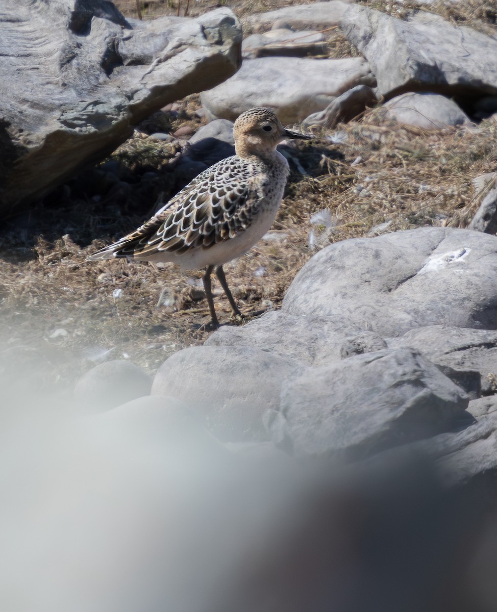 Buff-breasted Sandpiper - ML640848721