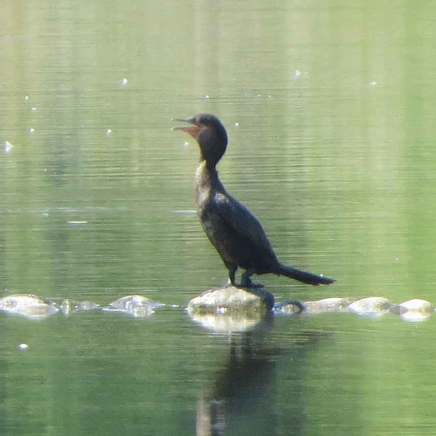 Neotropic Cormorant - ML640848778