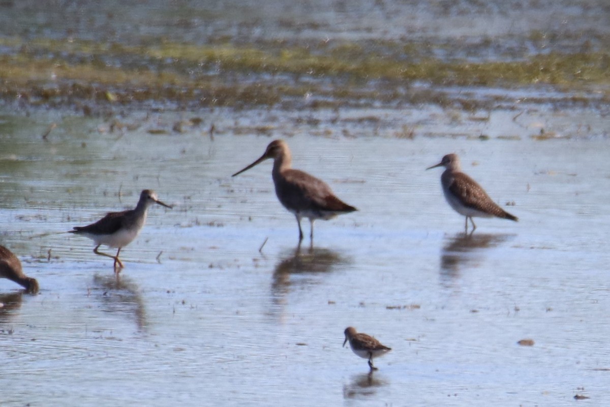 Hudsonschnepfe - ML640848885