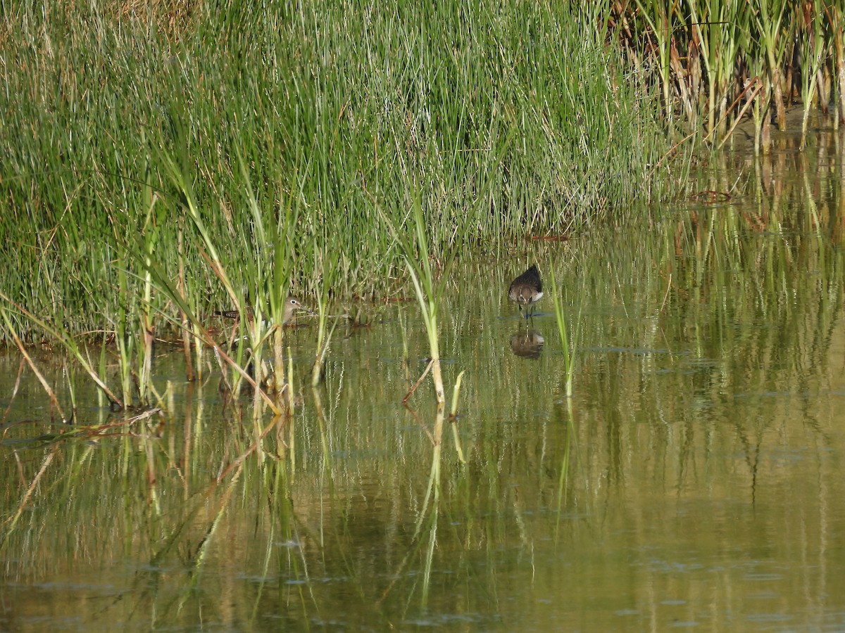 eremittsnipe - ML640848902