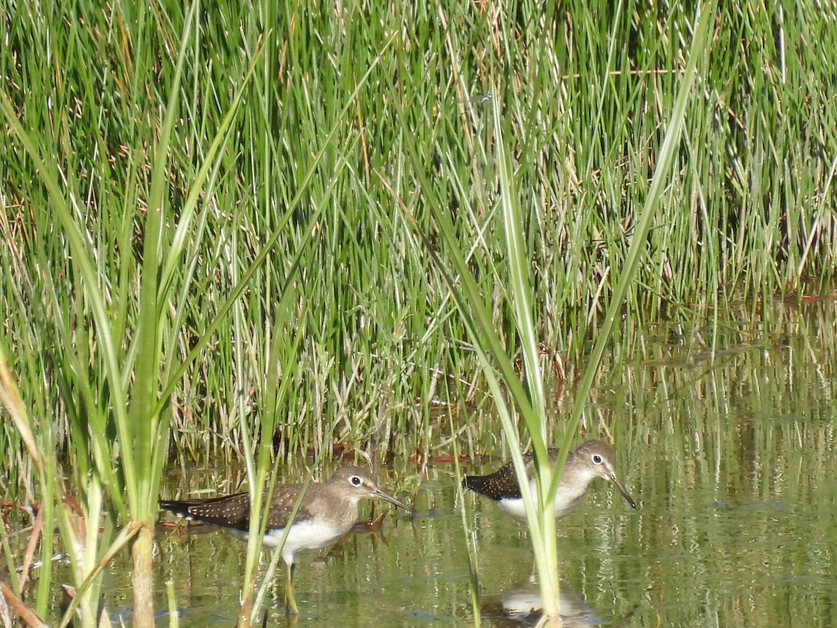 eremittsnipe - ML640848913