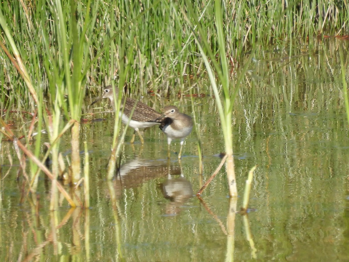 eremittsnipe - ML640848915
