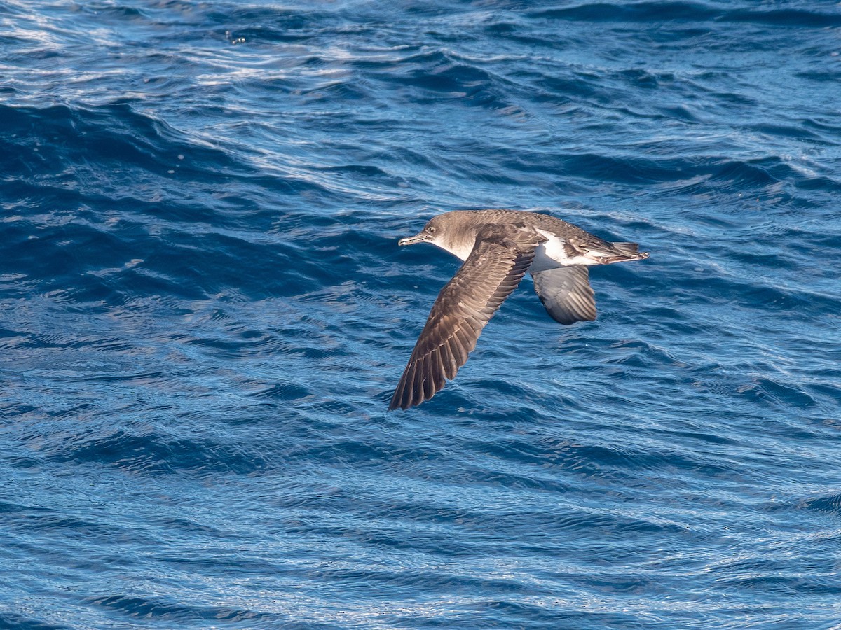 Fluttering Shearwater - ML640848928
