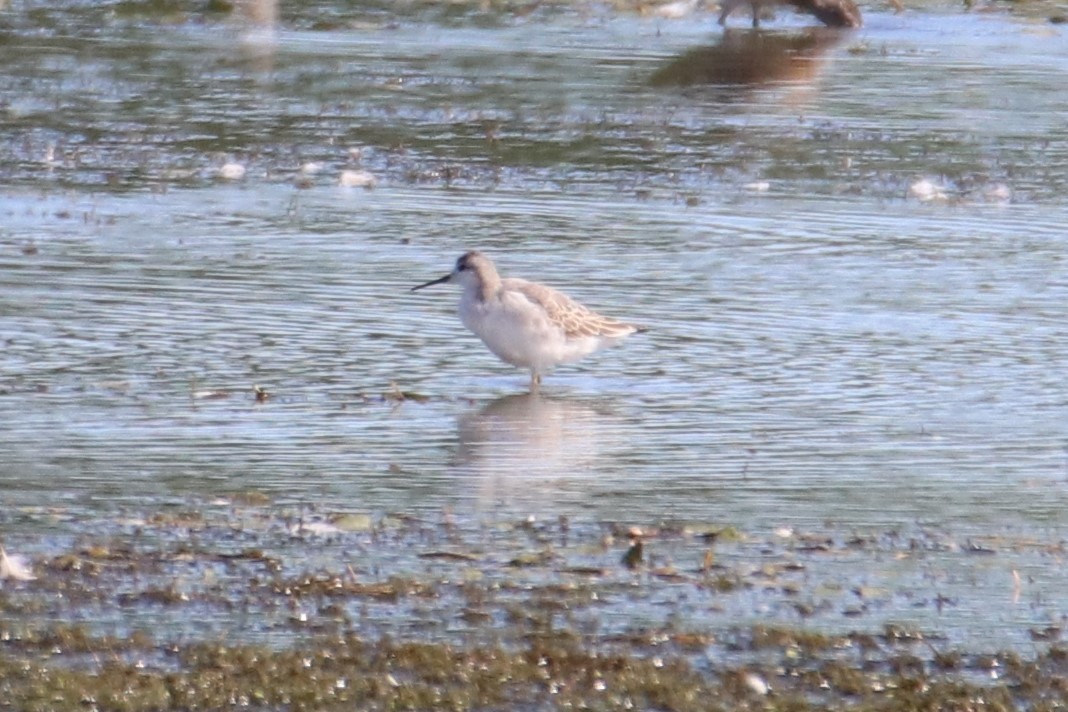 Wilsonwassertreter - ML640848937