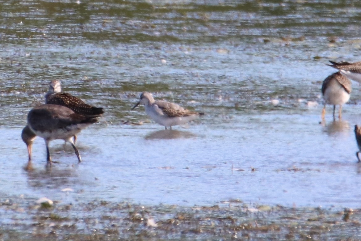 Wilsonwassertreter - ML640848938