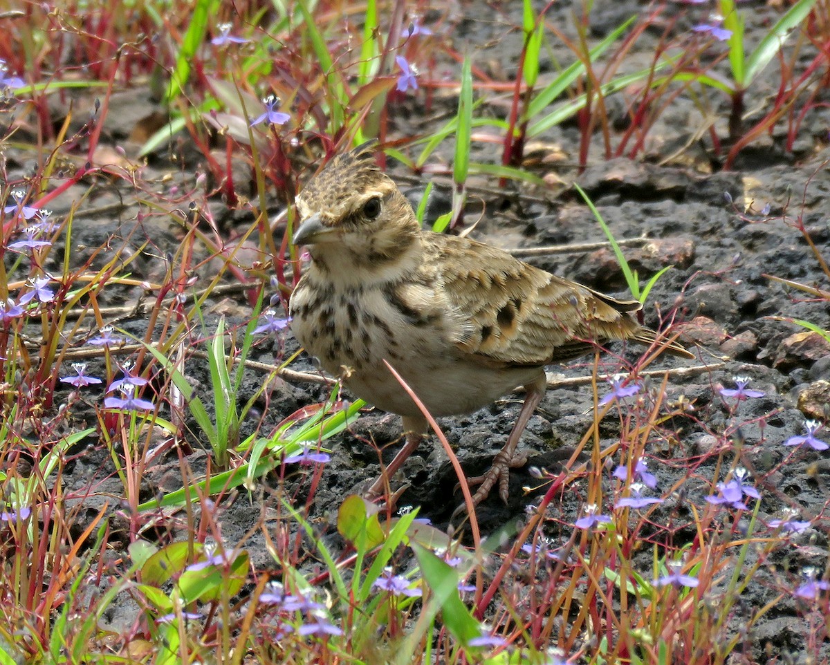 Malabar Lark - ML640848961
