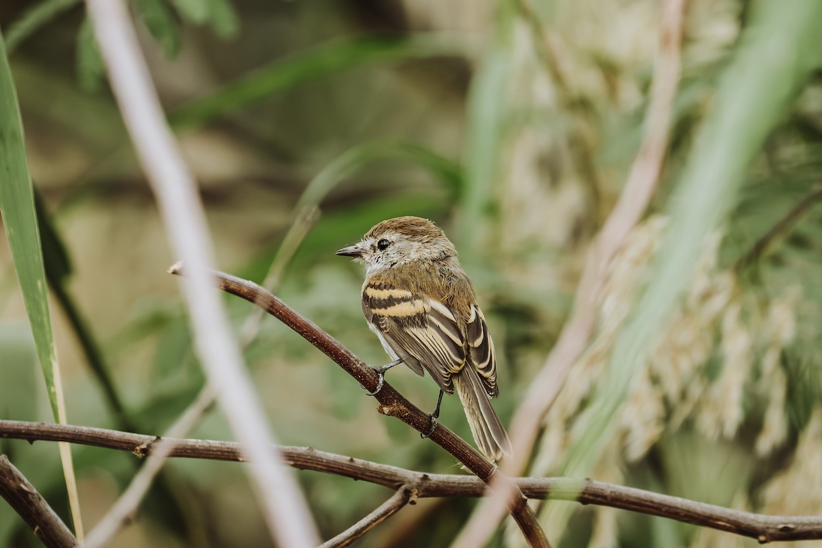 Mouse-gray Flycatcher - ML640848973