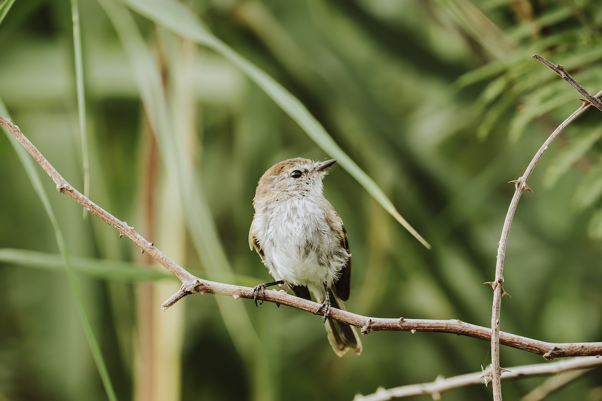 Mouse-gray Flycatcher - ML640848974