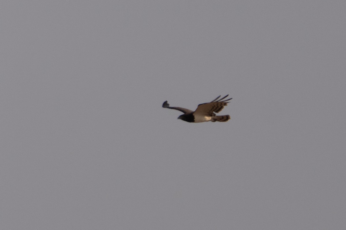 Black-chested Snake-Eagle - ML640849044