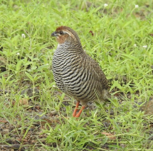 イワヤブウズラ - ML640849134