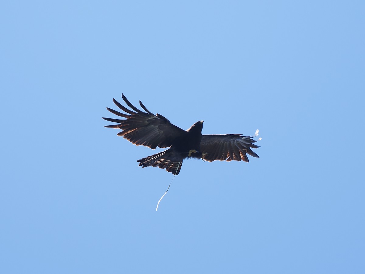 Black Eagle - ML640849159