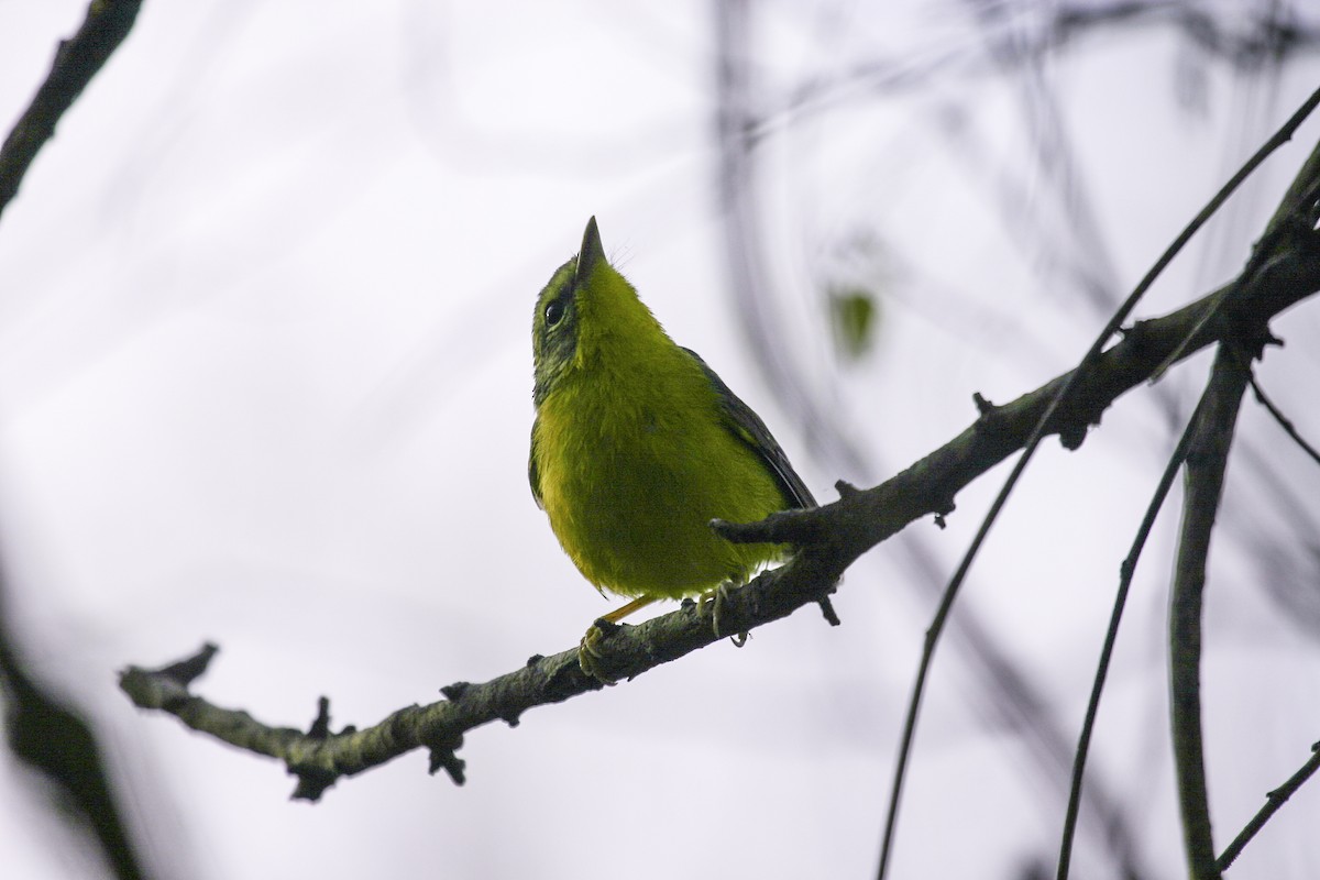 Golden-crowned Warbler - ML640849173