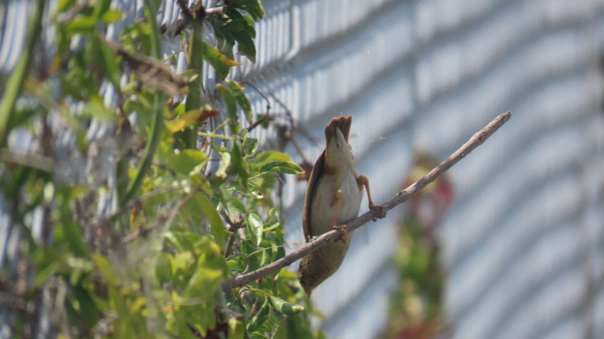 Northern Red Bishop - ML640849174