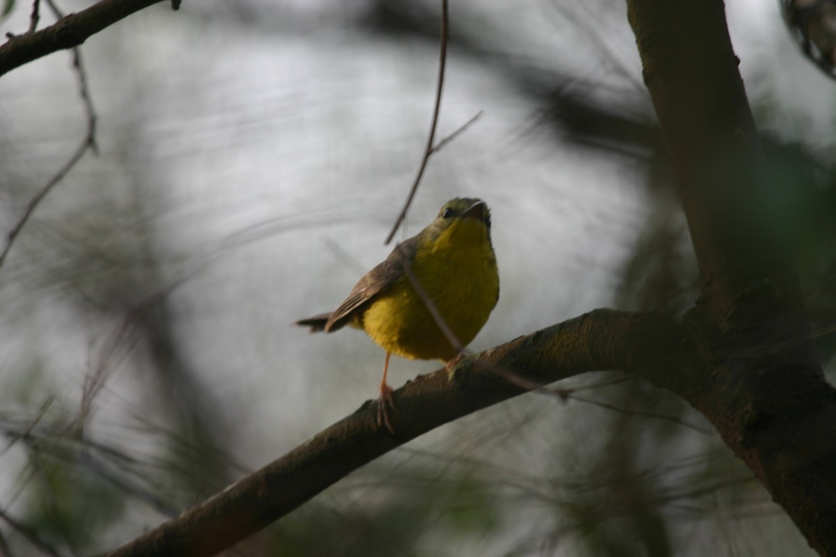 Golden-crowned Warbler - ML640849178