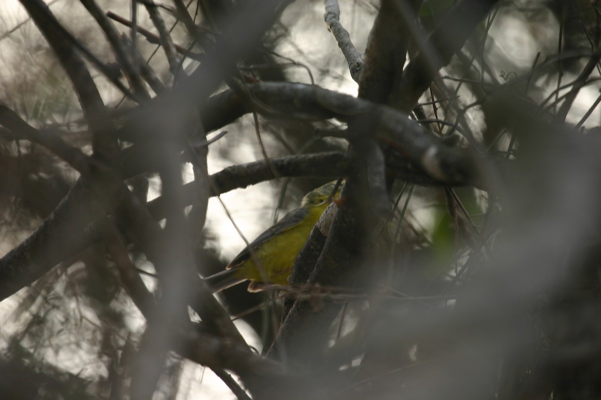 Golden-crowned Warbler - ML640849187