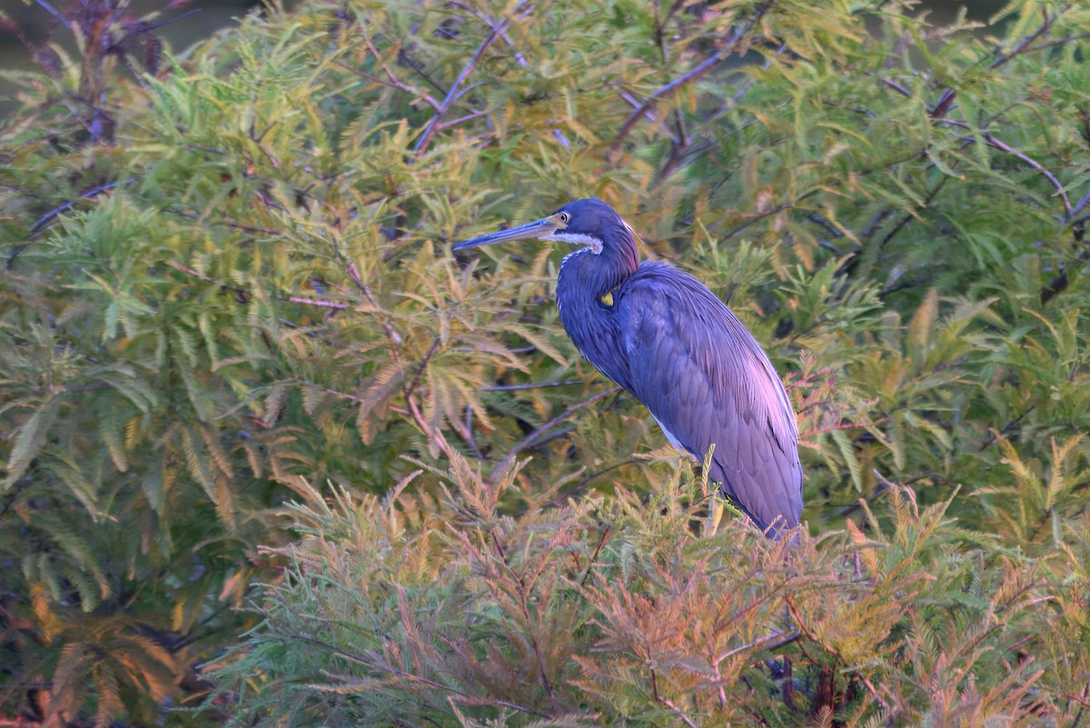 Tricolored Heron - ML640849195