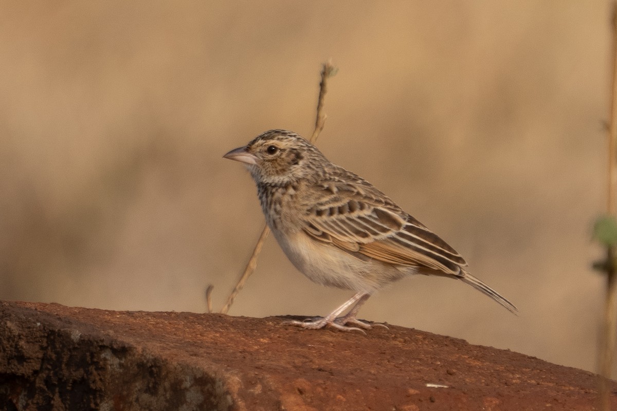 Singing Bushlark (Singing) - ML640849197