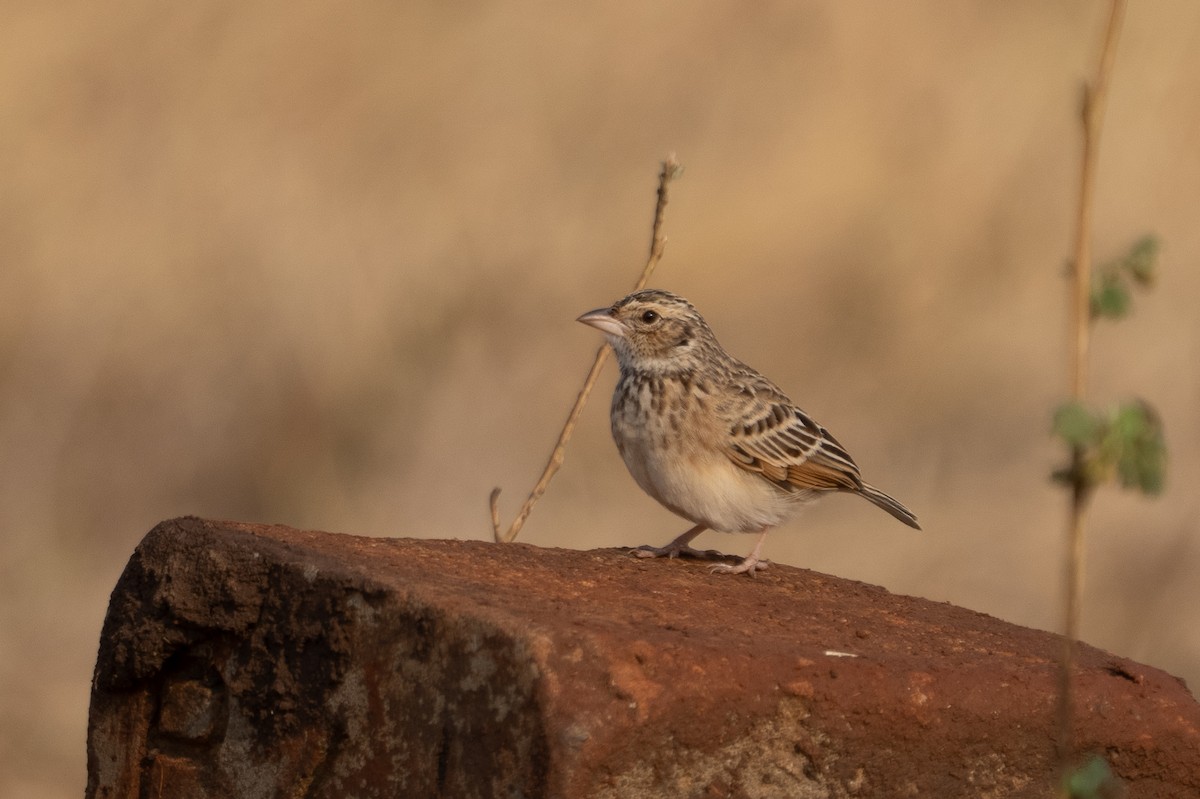 Singing Bushlark (Singing) - ML640849198