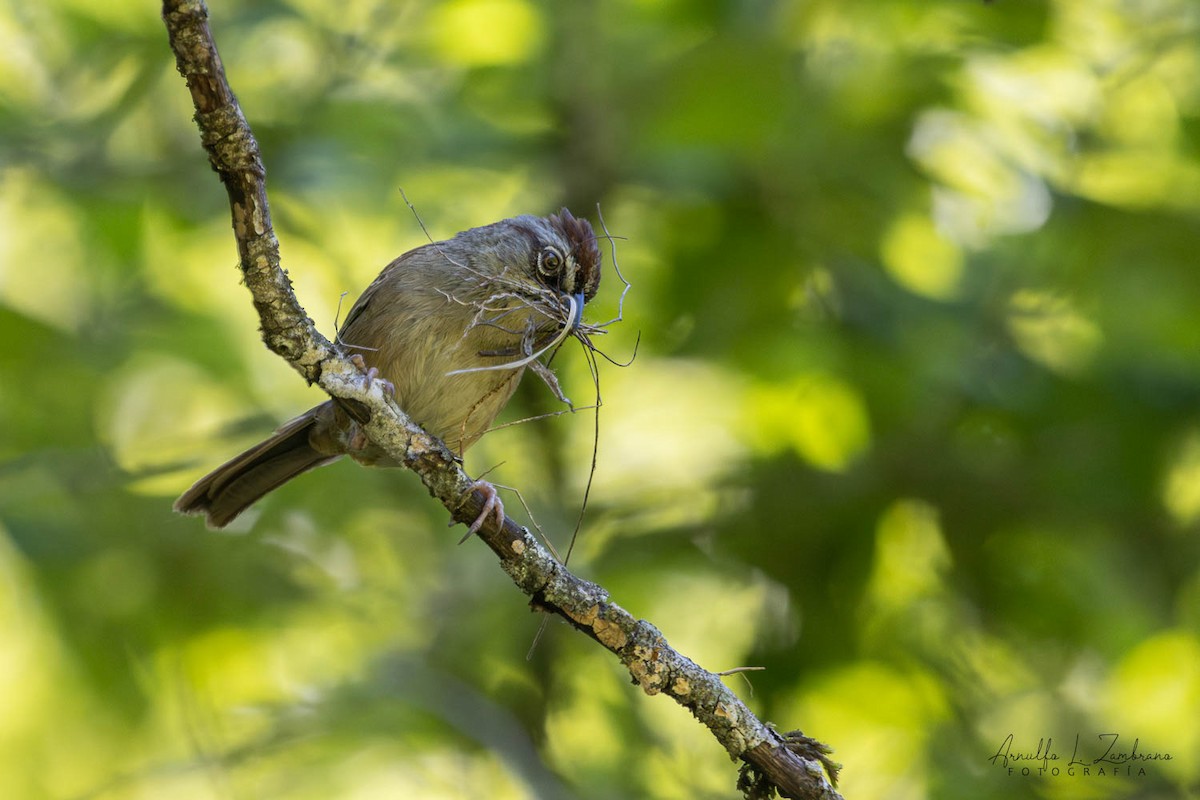 Oaxaca Sparrow - ML640849214