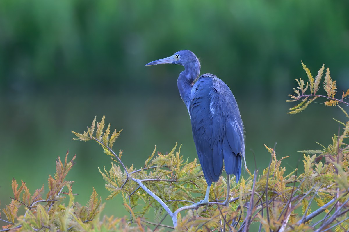 Little Blue Heron - ML640849232