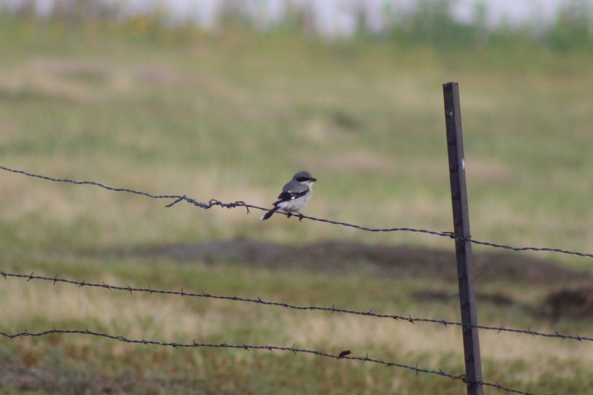 Pie-grièche migratrice - ML640849233