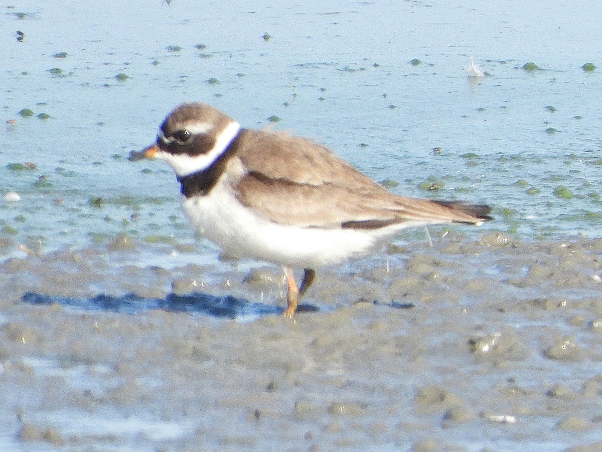 Common Ringed Plover - ML640849241