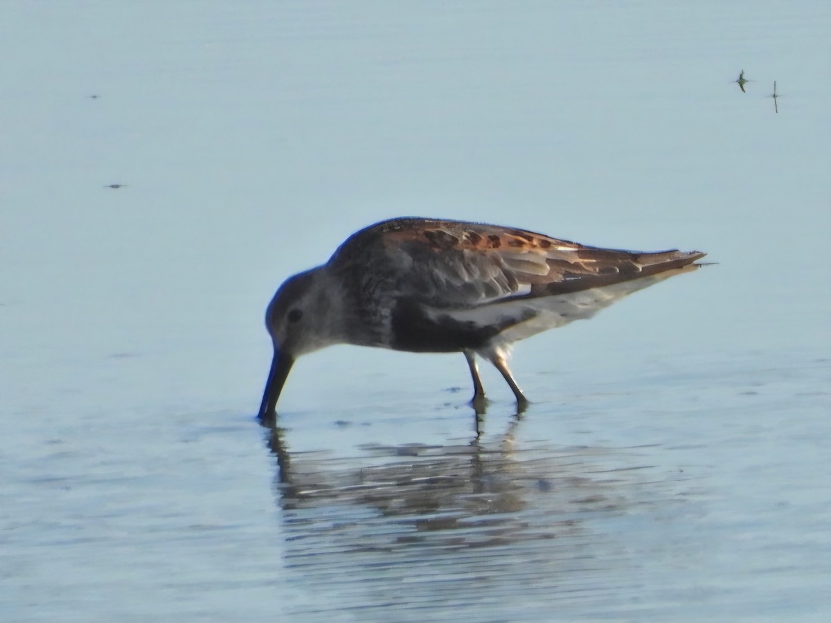 Dunlin - ML640849247