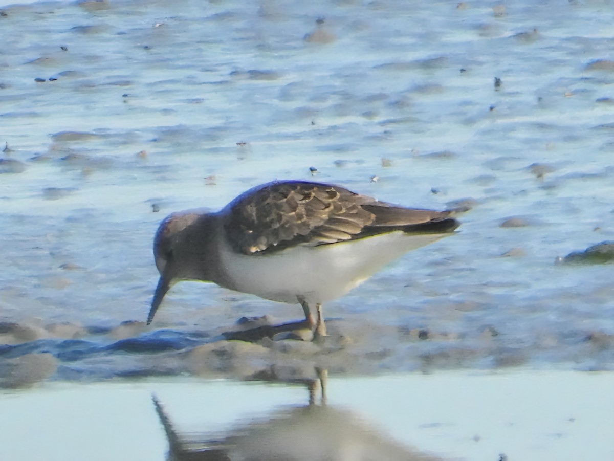 Temminck's Stint - ML640849253