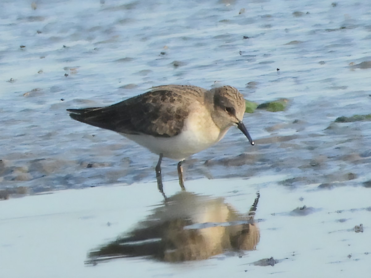 Temminck's Stint - ML640849254