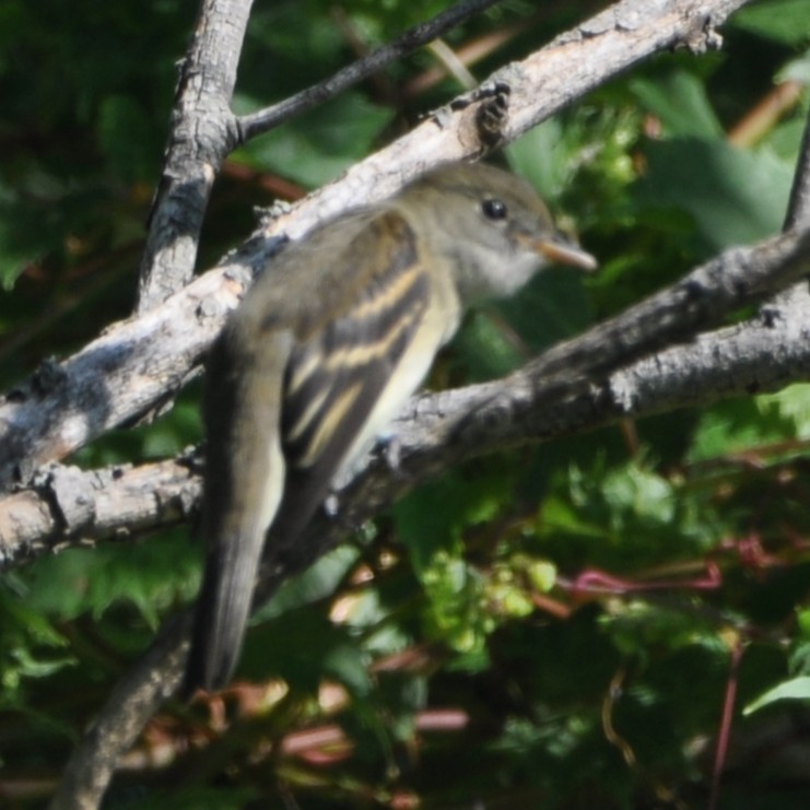 Empidonax sp. - ML640849292