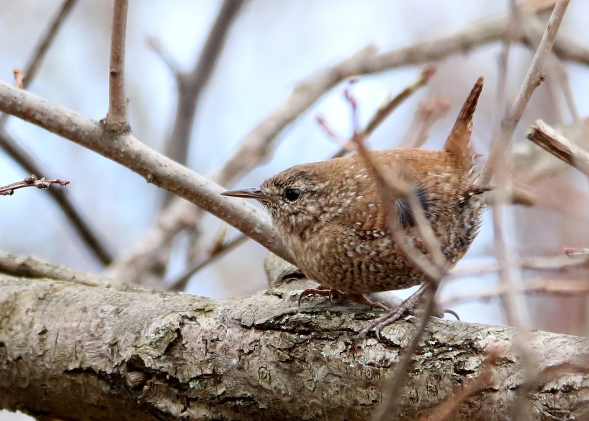 Winter Wren - ML640849301