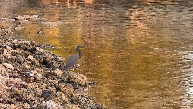 Pacific Reef-Heron - ML640849321