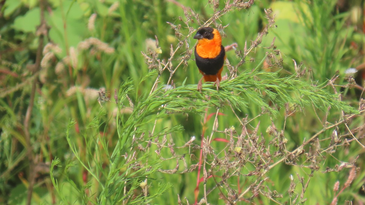 Northern Red Bishop - ML640849345