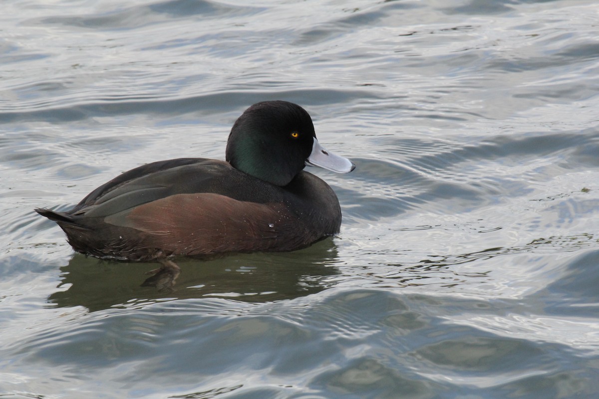 New Zealand Scaup - ML640849398
