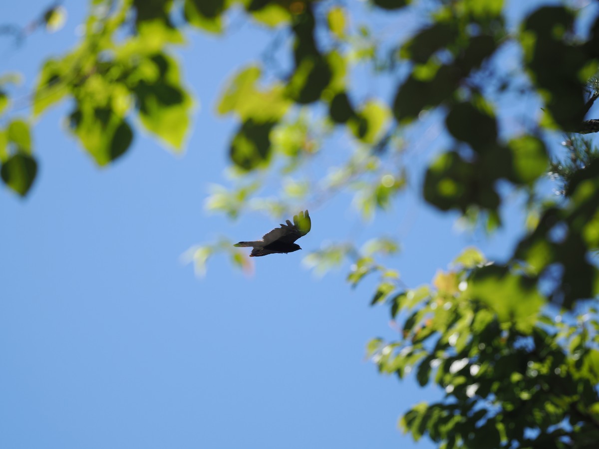 Black Eagle - ML640849401