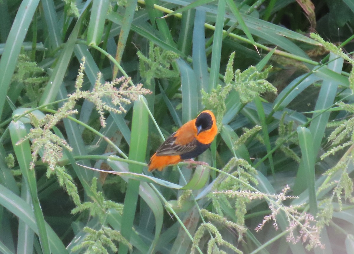 Northern Red Bishop - ML640849447