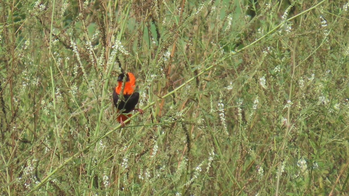 Northern Red Bishop - ML640849460
