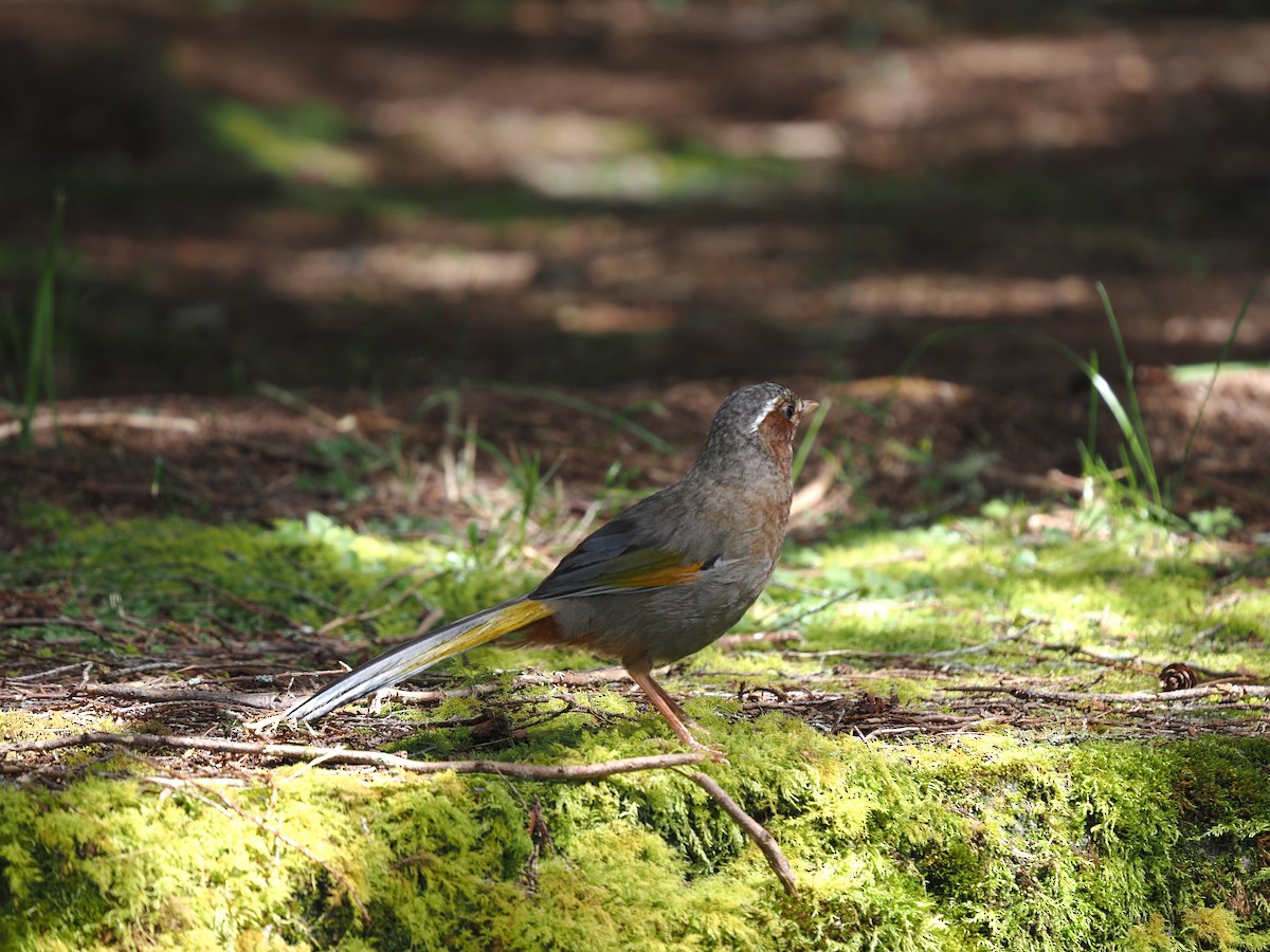 White-whiskered Laughingthrush - ML640849511
