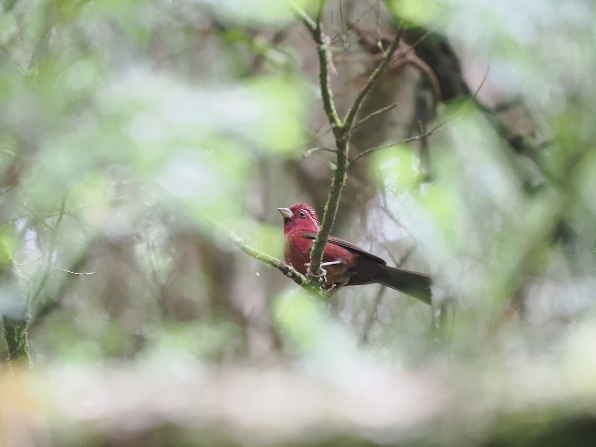 Taiwan Rosefinch - ML640849513