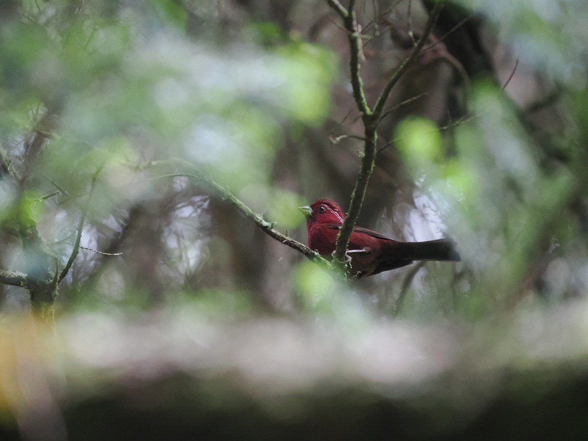Taiwan Rosefinch - ML640849520