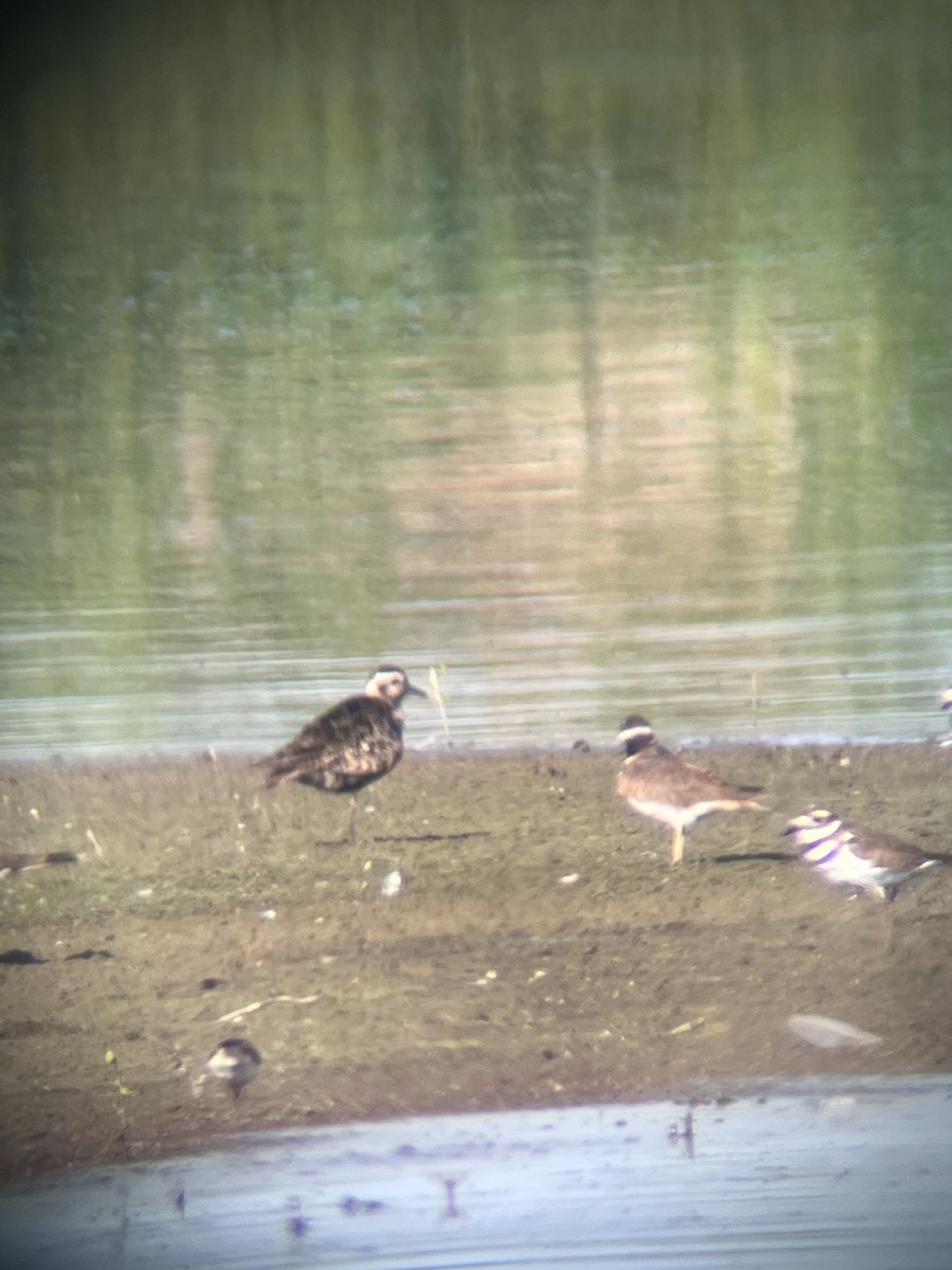 American Golden-Plover - ML640849625