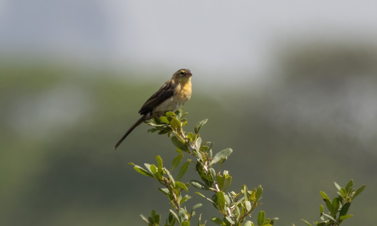 Red-cowled Widowbird - ML640849648