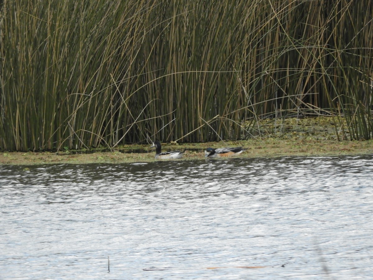 Chiloe Wigeon - ML640849654