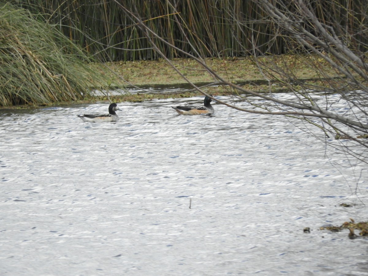 Chiloe Wigeon - ML640849655